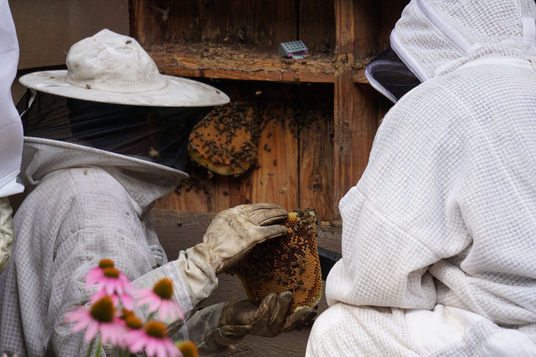 Save the bees: Hive discovered inside historic Raven Lodge